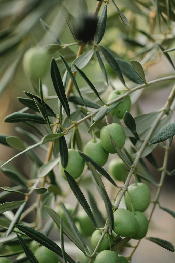 arbequina olijfolie